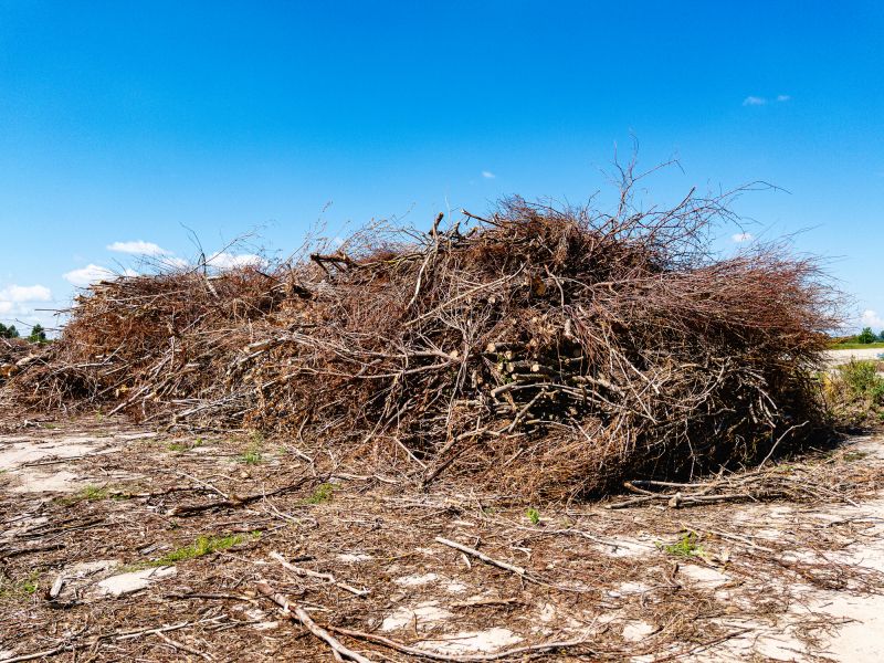 Clear Overgrown Areas