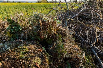 Emergency Brush Removal